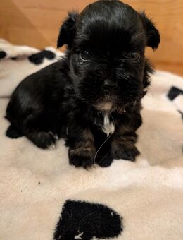 Havalonka ( Havaneser - Bolonka ) - Alterkülz