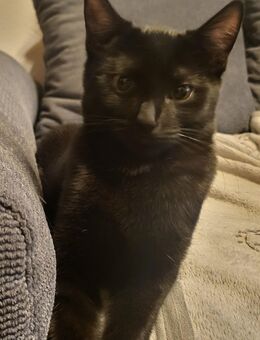 Heilige Birma / Maincoon Mix - Selters (Taunus)