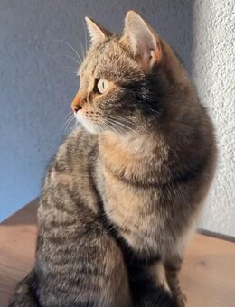 Katze Abzugeben - Aalen