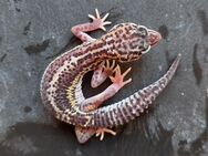 Leopardgecko weibchen Mack Snow cross Black Night "Fauna" - Winterthur