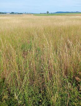 3,8 ha Wiesengras günstig abzugeben - Meeder