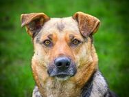 Lola wartet auf Pflegestelle in Hamburg! - Rosengarten (Niedersachsen)