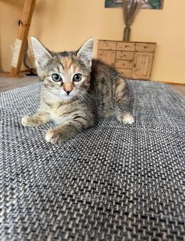 Verkaufe junge Katze - Schönewalde Zentrum
