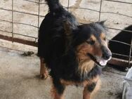 Aristo sucht ein liebevolles Zuhause - Blankenheim (Nordrhein-Westfalen)