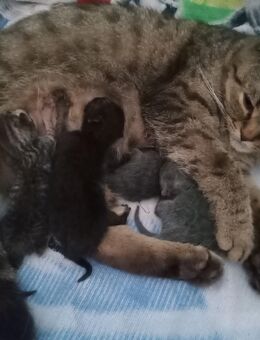Kitten - Pleinfeld