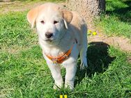 Leonberger-Malamute Mix Welpen - Paderborn