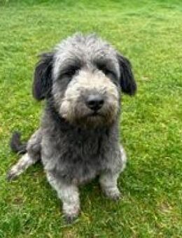 Nemo fröhlicher junger Rüde - Hüllhorst