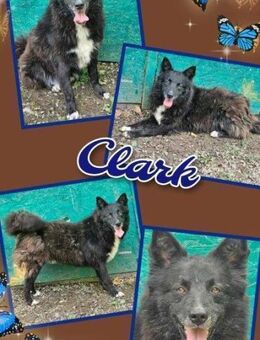 Rüde Clark chancenlos weil schwarz ? - Nürnberg