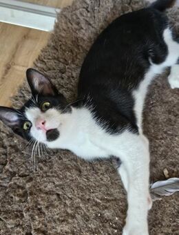 Sonnenschein Niko wartet auf Dich - Lauda-Königshofen