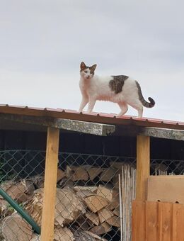 Katze 9 Jahre alt - Dahlum