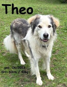 Theo, eine 2. Chance! (PS D-32699) - Rinteln