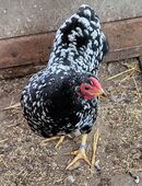 Zwerg Hühner Hennen in 31606