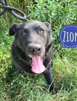 Zion ein großer Bub - Flörsheim-Dalsheim