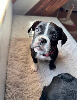 Bulldoggen Mischlings Welpen - Altenkunstadt