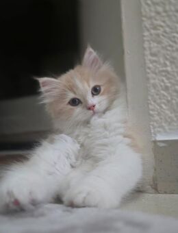 Kitten Kätzchen Ragdoll BKH Mix bald abgabebereit !! 1 - Spaichingen Zentrum