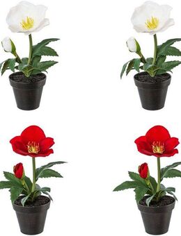 Winterliche Kunstpflanze Weihnachtsdeko Christrose, Creativ green, Höhe 19 cm, im Topf, im 4er-Set (2x Farbe Rot und 2x Farbe Weiß)