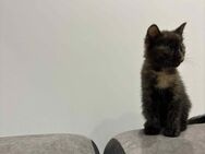 BKH kitten - Bad Bramstedt