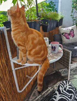 BKH Mix Kater 9Monate kastriert - Cottbus