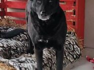Megi 💗 herzliche, sanfte Hunde-Seniorin - Hamburg