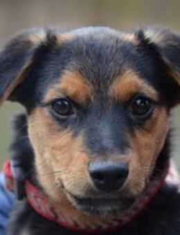 Fröhlicher Domi in 47829 Krefeld - Essen