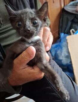 Handaufgezogene Katzenkinder – liebevoll, verschmust & menschenbezogen - Berlin
