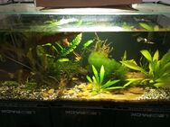 Aquarium 112 Liter mit Glasdeckel - Oldenburg