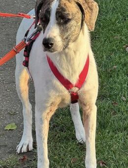 Chestnut, ein liebes Hundemädchen - Bochum