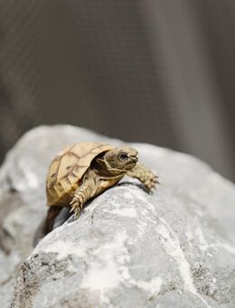 Maurische Landschildkröten Babys aus 2025 aus Freilandhaltung - Leverkusen