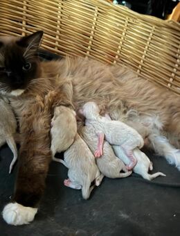 Ragdollkitten - Könnern Beesenlaublingen