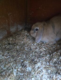 Kaninchen in liebevolle Hände abzugeben - Olpe
