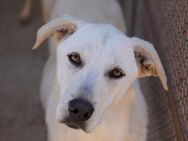 Frida - im Canile - - Bad Vilbel