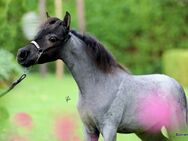 American Miniature Horse amha - Leinburg