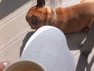 Französische Bulldogge Rüde 2 Jahre - Friedrichsthal (Saarland)