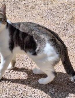 Junger, sozialer Kater Zorro - Karlsruhe