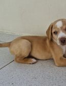 Sammy wünscht sich eine Familie in 46562