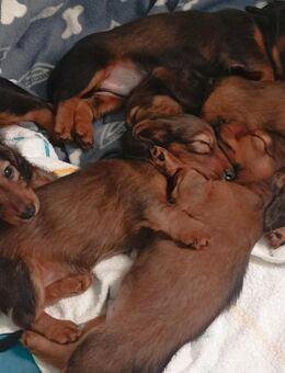 Zwerglanghaardackel Welpen ein Hündin und Rüde noch frei - Kruft