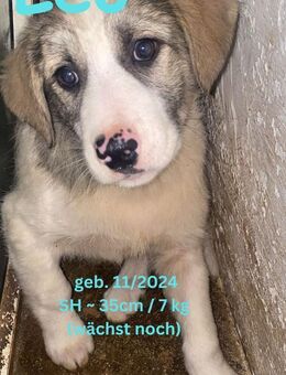 Leo Fluffiger Lausebub - Rinteln