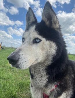 Matra PP Fröhliche Huskyhündin sucht - Neustadt (Rübenberge)
