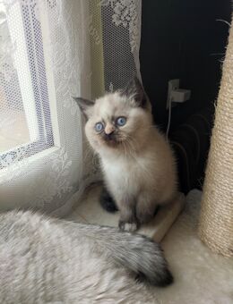 BKH- Ragdoll Kitten mit Zubehör - Burscheid