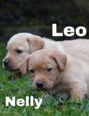 Zuckersüße Labrador Welpen suchen ihr Zuhause in 99820