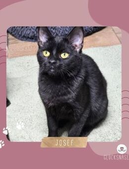 Katzenjunge Josef möchte gern ankommen - Lalendorf