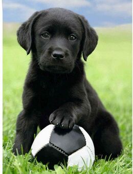 Reinders! Poster Labrador Welpe Fußball, (1 St)