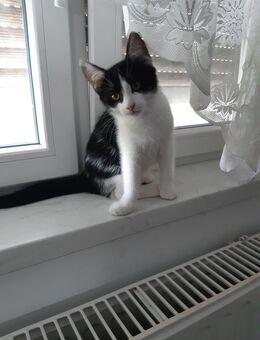 Junge Katzen abzugeben - Geringswalde