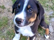 2 Aussidor Welpen suchen noch ein liebevolles Zuhause - Moßbach