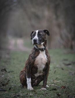 Bullet-BE,Kuschelmonster sucht Menschen! - Neustadt (Rübenberge)