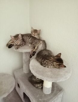 Süsse Babykatzen - Beerfelden