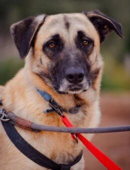 Princesa sucht Menschen mit viel Liebe - Laatzen