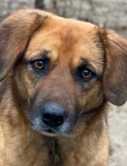 Lunia, geb. ca. 01/2022, GRIECHENLAND - Euskirchen