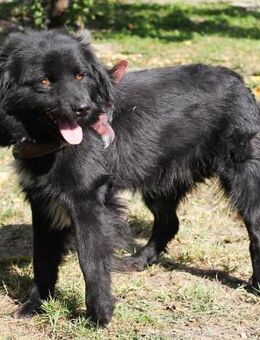 Primus wartet auf seine Chance - Berlin