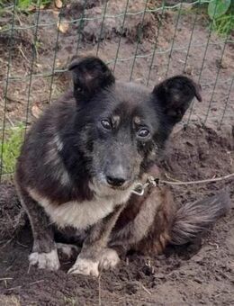 Dalia 12j. 38 cm sucht Gnadenplatz - Beltheim